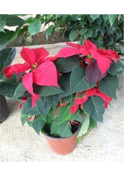 Euphorbia Pulcherrima Ponsetya Atatürk Çiçeği 20-40 cm