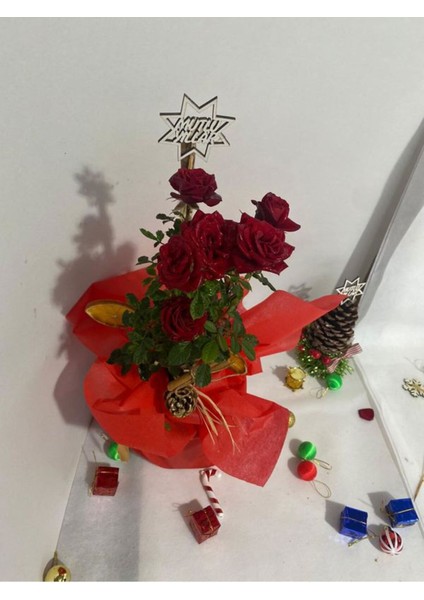 Yılbaşına Özel Süslemi Kırmızı Renk Bodur Gül 30 - 40 cm (Kozalak - Portakal Dahil)