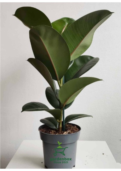 Hediyelik Mini Boy Kauçuk Çiçeği Canlı Yapraklı 20-45 cm (Ficus Elastica)