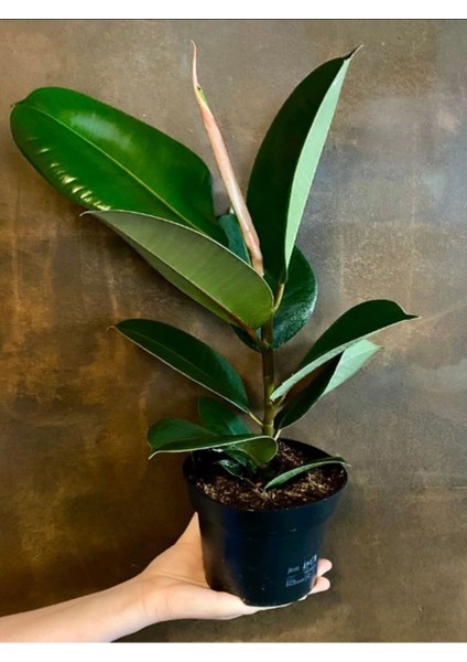 Hediyelik Mini Boy Kauçuk Çiçeği Canlı Yapraklı 20-45 cm (Ficus Elastica)