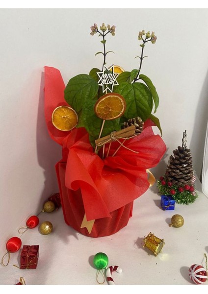 Yılbaşına Özel Süslemeli Kızılay Çiçeği (Portakal+Kozalak Dahil) 20-30 cm