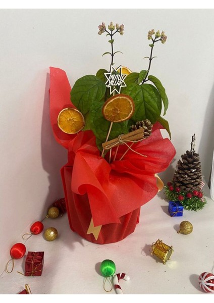 Yılbaşına Özel Süslemeli Kızılay Çiçeği (Portakal+Kozalak Dahil) 20-30 cm