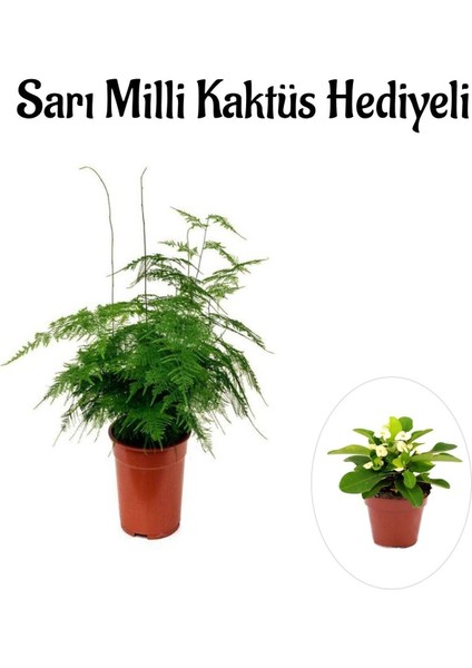 Tül Kuşkonmaz Çiçeği Kadınlar Gününe Özel Sarı Milli Kaktüs