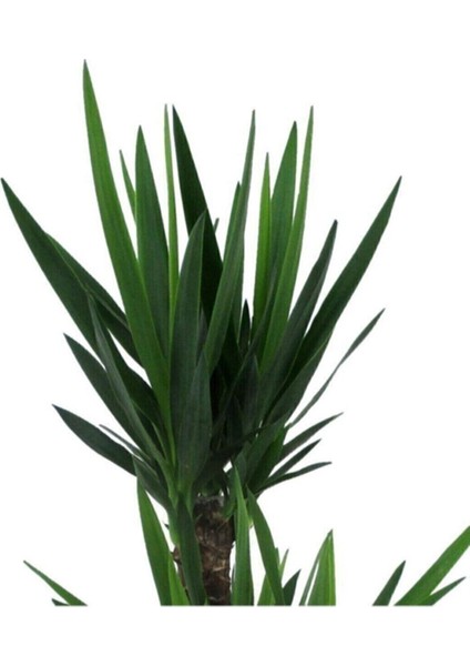 Yucca Bitkisi 2 Gövdeli Yuka Bitkisi Avize Çiçeği 80 100 cm Ev Salon Bitkisi