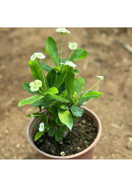 Videolu Milli Dikenler Tacı Çiçeği (Beyaz) (25 40 cm) Saksılı Mega Boy Euphorbia modelleri