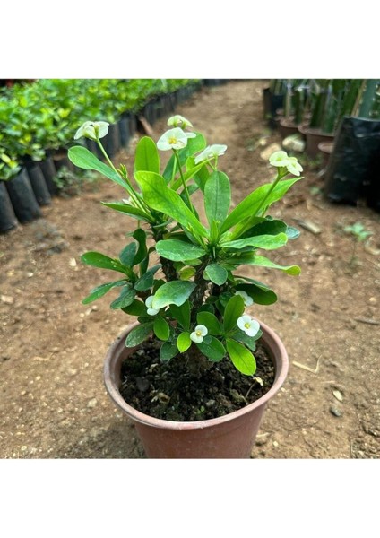 Videolu Milli Dikenler Tacı Çiçeği (Beyaz) (25 40 cm) Saksılı Mega Boy Euphorbia fırsatları