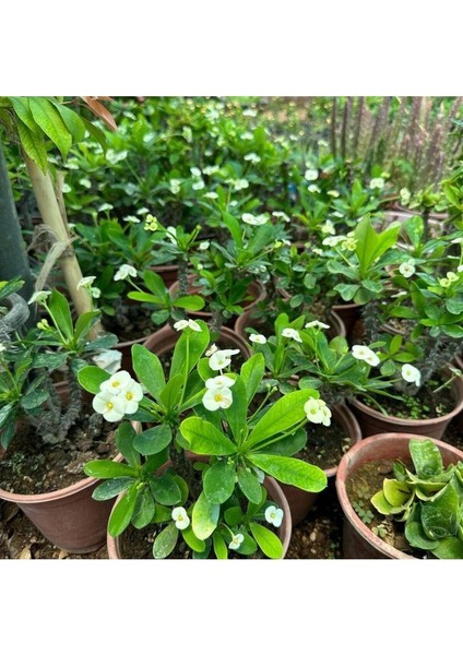Videolu Milli Dikenler Tacı Çiçeği (Beyaz) (25 40 cm) Saksılı Mega Boy Euphorbia indirimleri