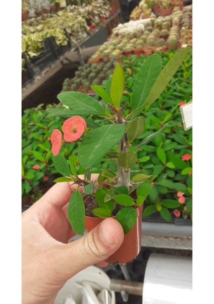Videolu Mini Milli Dikenler Tacı Çiçekli (25 35 cm) Saksılı Kaktüs Euphorbia