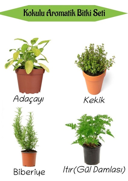 Aromatik Kokulu Mutfak Seti Adaçayı+Kekik+Biberiye+Itır Çiçeği Fidesi 4 Adet