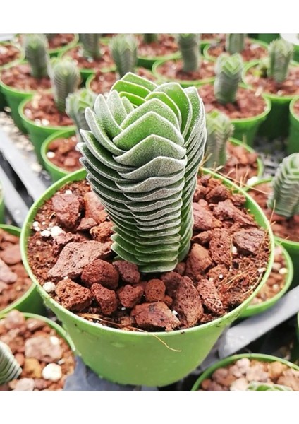 Buda Sukulent Crassula Buddha's Temple Özel Tür