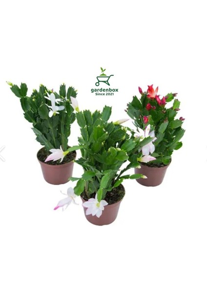 Farklı Renklerde 3 Adet Saksılı 10-20 cm Yılbaşı Çiçeği Kaktüsü İç Mekan Çiçeği
