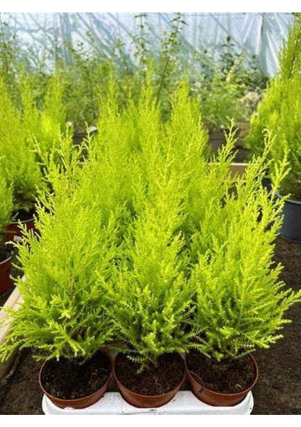 Kokulu Limoni Servi Fidanı Sarı Renk 10 Adet Tüplü Çit Ağacı Fidanı