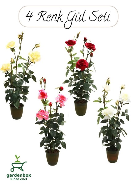 Saksılı Gül Seti Kokulu 4 Adet Yediveren Gül Sarı+Kırmızı+Pembe+Beyaz Renk 30-50 cm