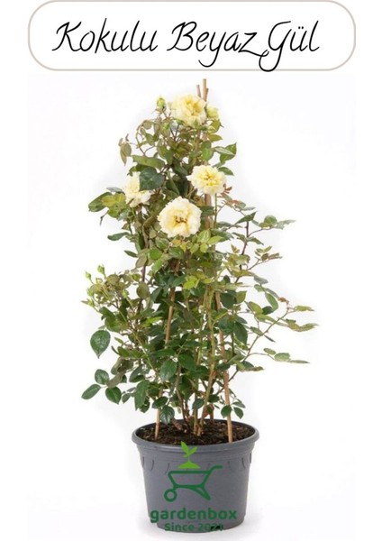 Canlı Beyaz Renk Gül Fidanı 1 Adet Sakısda Bahçe Çiçeği 30-40 cm