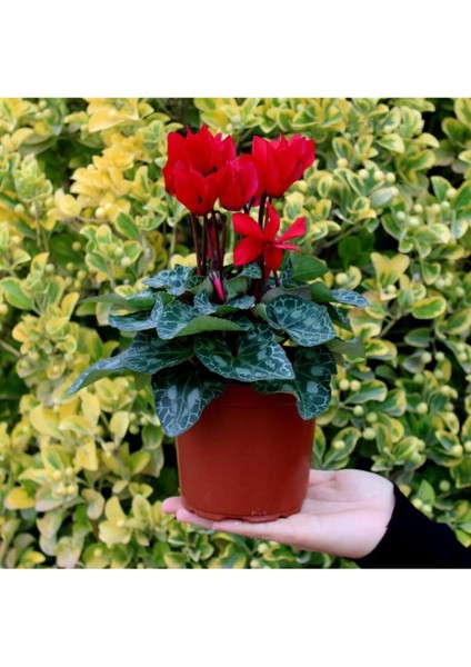 Saksılı Midi Boy Koyu Kırmızı Siklamen Çiçeği 20 cm Hediyelik Çiçek modelleri