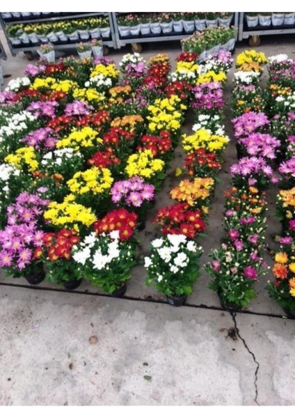 Karışık Renk Kasımpatı Krizantem Çiçeği 5-10 cm Chrysanthemum modelleri