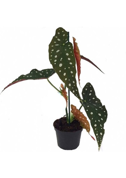 Begonia Maculata - Çilli Begonya 12 cm Saksı