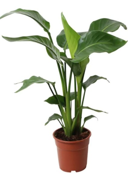 Starliçe Cennet Kuşu Strelitzia İç Mekan Salon Çiçeği 50-70 cm