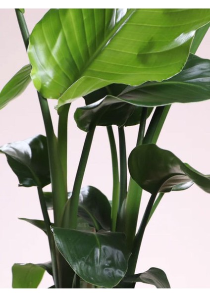 Starliçe Cennet Kuşu Strelitzia İç Mekan Salon Çiçeği 50-70 cm