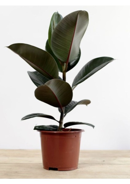 Kauçuk Bitkisi Yeni Açmış Yapraklı Gerçek Canlılık 20 - 45 cm Ficus Elastica