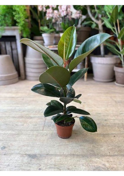 Kauçuk Bitkisi Yeni Açmış Yapraklı Gerçek Canlılık 20 - 45 cm Ficus Elastica