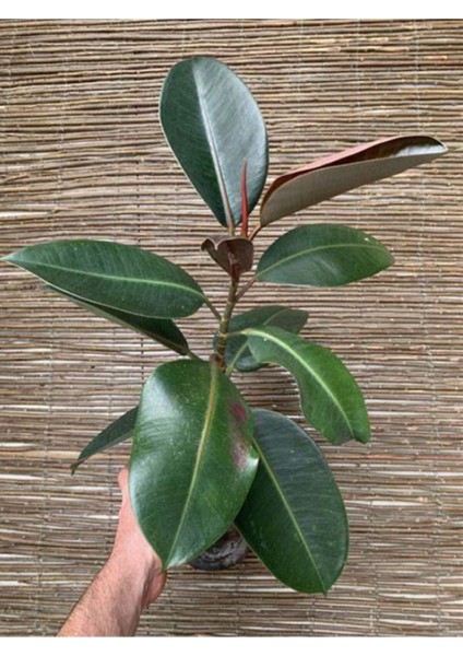 Kauçuk Bitkisi Yeni Açmış Yapraklı Gerçek Canlılık 20 - 45 cm Ficus Elastica
