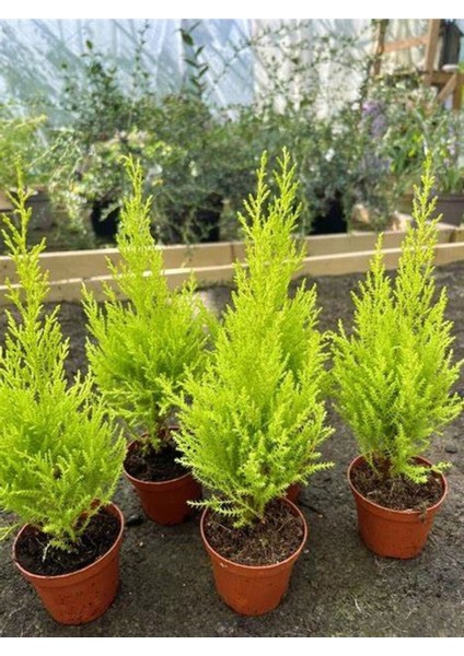 Limon Çamı Fidanı 40 Adet Tüplü Mini Boy 15-25 cm Bahçe Çit Bitkisi