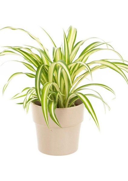 Dekoratif Bol Köklü Salon Çiçeği Chlorophytum Comosum 20-30 cm