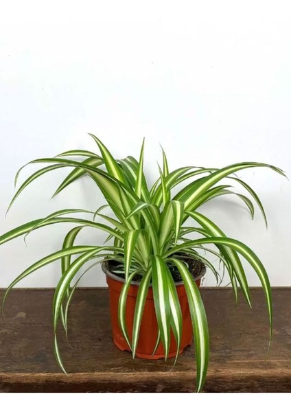 Dekoratif Bol Köklü Salon Çiçeği Chlorophytum Comosum 20-30 cm fiyatları
