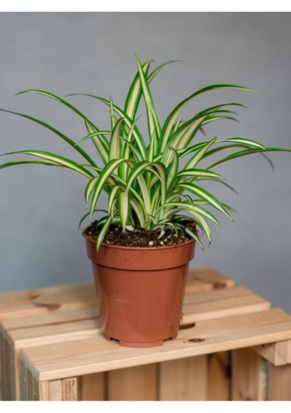 Dekoratif Bol Köklü Salon Çiçeği Chlorophytum Comosum 20-30 cm modelleri