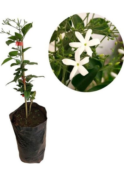 Mis Kokulu Ful Yasemin Çiçeği 1 Adet Saksılı 30-60 cm Bahçe Çiçeği