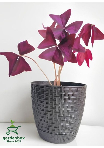 Mor Süs Yoncası Çiçeği 20-30 cm 1 Adet Canlı Çiçel Oxalis Triangularis