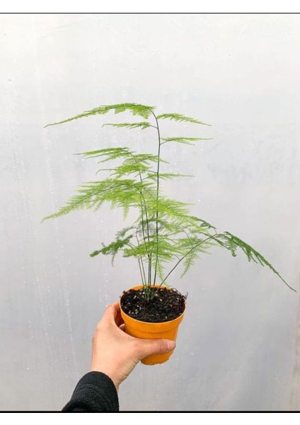 Mini Tül Kuşkonmaz Saksılı (5-10 cm) 1 Adet Salon Bitkisi