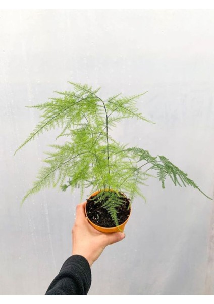 Mini Tül Kuşkonmaz Saksılı (5-10 cm) 1 Adet Salon Bitkisi