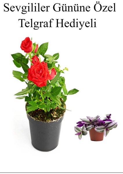 Kadınlar Gününe Özel Hediyelik Kırmızı Renk Gül Fidanı Telgraf Hediyeli