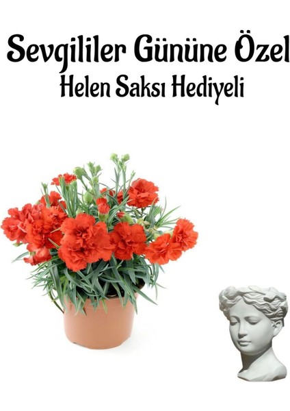 Kadınlar Gününe Özel Kırmızı Renk Kokulu Karanfil Çiçeği Helen Saksı Hediyeli