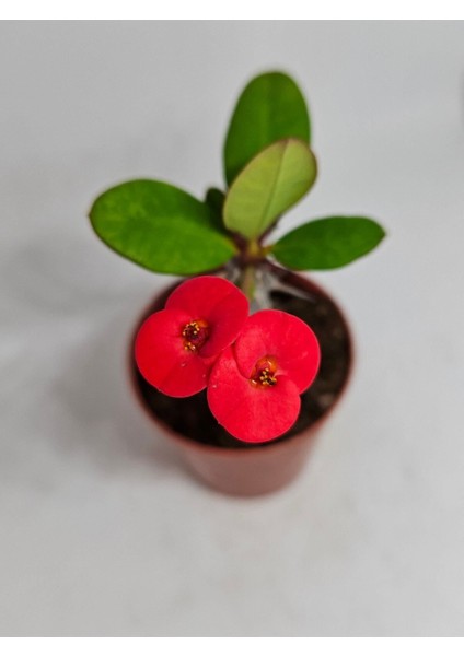 Videolu Milli Dikenler Tacı Iri Kırmızı Çiçek Açan ( 5-7 cm) Saksılı Euphorbia