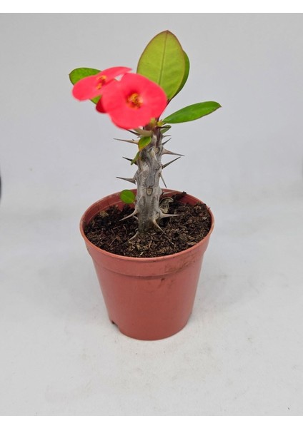 Videolu Milli Dikenler Tacı Iri Kırmızı Çiçek Açan ( 5-7 cm) Saksılı Euphorbia modelleri
