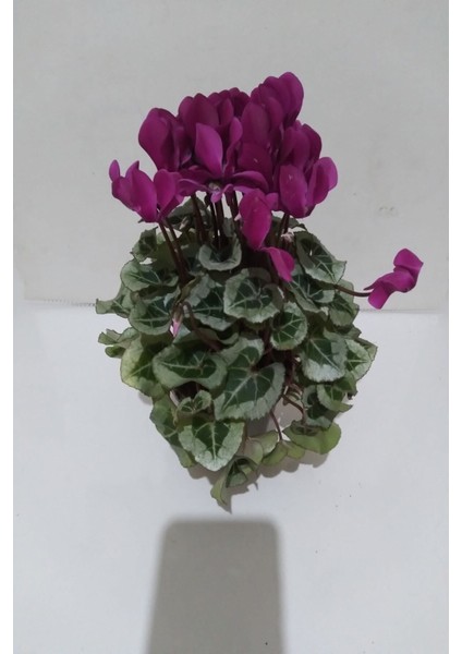 Canlı Siklamen Çiçeği Hediyelik Çiçek fiyatları