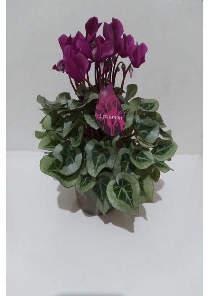 Canlı Siklamen Çiçeği Hediyelik Çiçek modelleri