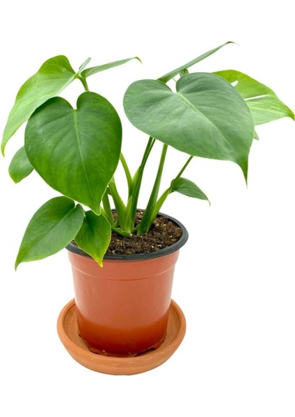 Monstera Deliciosa Deve Tabanı Orta Boy 45-50 cm