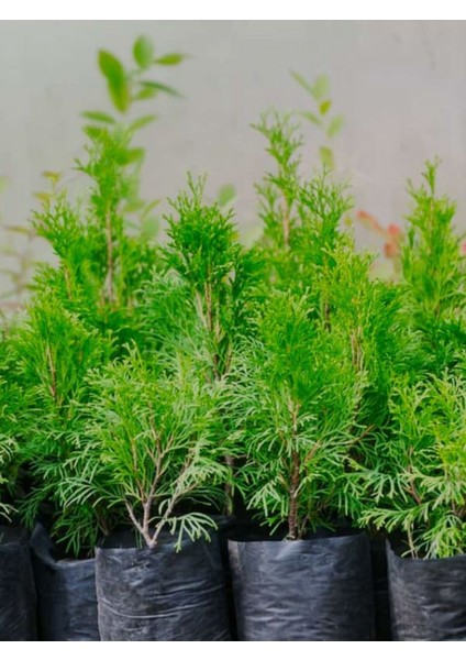 Leylandi Çam Ağacı Fidanı 20 Adet Tüplü 10-25 cm (Cupressus Leylandii)
