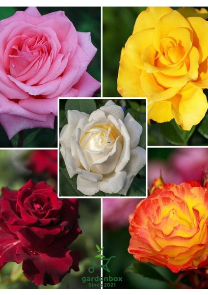 Canlı Saksılı Gül Fidanı Seti 5 Adet Kokulu Gül Pembe+Sarı+Kırmızı+Turuncu+Beyaz 30-50 cm