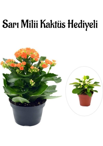 Kadınlar Gününe Özel Turuncu Kalanşo-Emel Hanım Çiçeği Sarı Milli Kaktüs Hediyeli