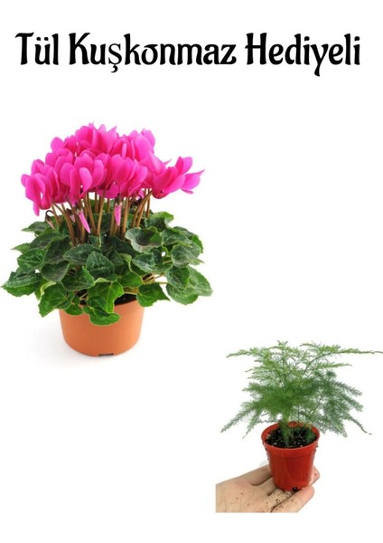Hediyelik Pembe Renk Sıklamen Çiçeği Kadınlar Gününe Özel Tül Kuşkonmaz Hediyeli