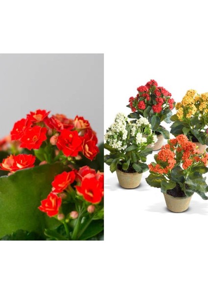 Kalanchoe Çiçeği Kalanşo Emel Hanım Karışık Renkli 4lü Set Saksılı