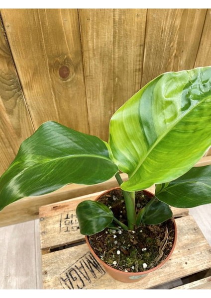 Starliçe Cennet Kuşu Saksılı (20-40 cm) İç Mekan Çiçeği