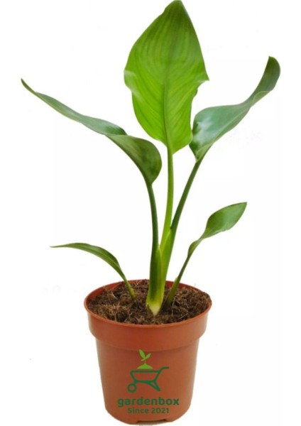 Starliçe Cennet Kuşu Çiçeği 1 Adet Saksılı Mini Boy 15-30 cm Strelitzia