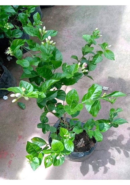 Mis Kokulu Sarmaşık Ful Yasemin Çiçeği 30-60 cm(JASMINUM Grandiflorum)