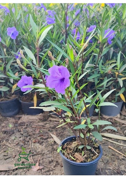 Mor Renk Meksika Petunyası Ruellia 1 Adet Saksıda 30-60 cm